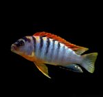 labidochromis-hongi-red-top