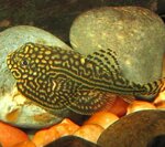 swellia-lineolata