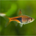 rasbora-eteromorpha