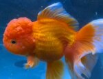 oranda-lion-head