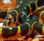 acantophtalmus-khulii