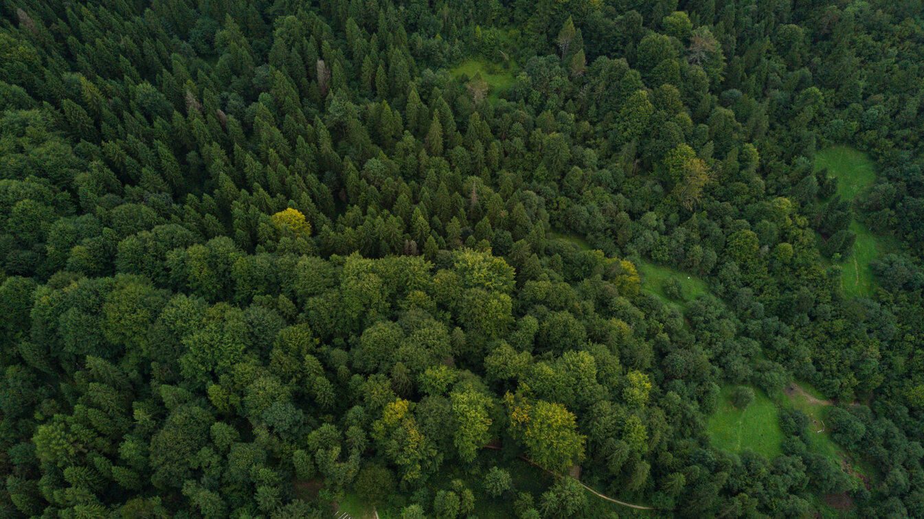 Veduta aerea di una foresta verde lussureggiante, simbolo di sostenibilità e riduzione delle emissioni Veduta aerea di una foresta verde lussureggiante, simbolo di sostenibilità e riduzione delle emissioni