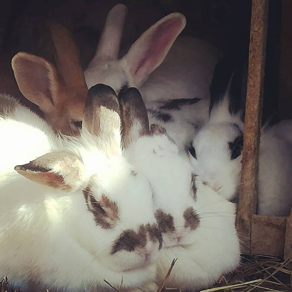 Conigli bianchi e marroni riposano insieme in un fienile