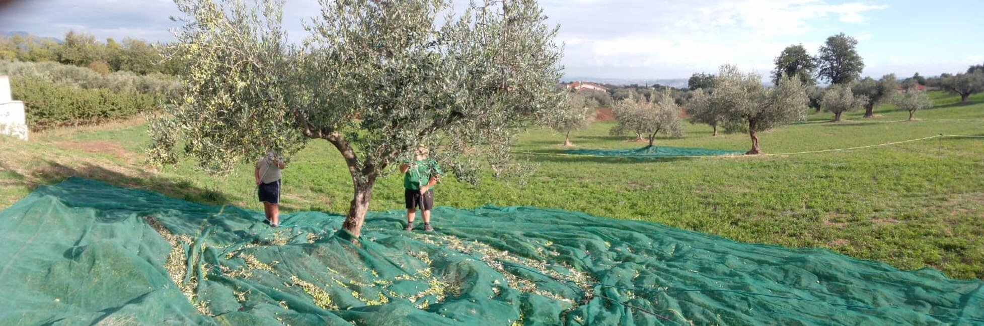 Raccolta delle olive in azienda agricola biologica con reti disposte sotto gli alberi.