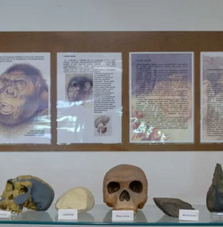 Esposizione di teschi di primati e primi esseri umani in un museo per un percorso storico-evolutivo.