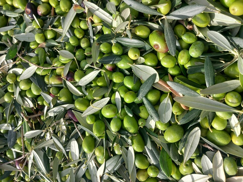 Olive fresche raccolte dall'azienda agricola per olio extravergine biologico