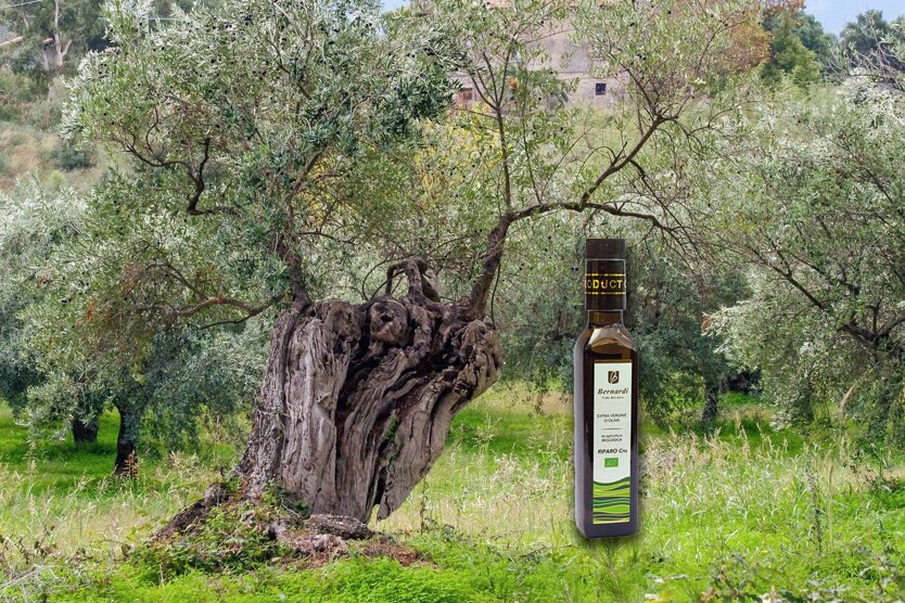 Bottiglia di olio extravergine d'oliva davanti a un ulivo secolare in un'azienda agricola