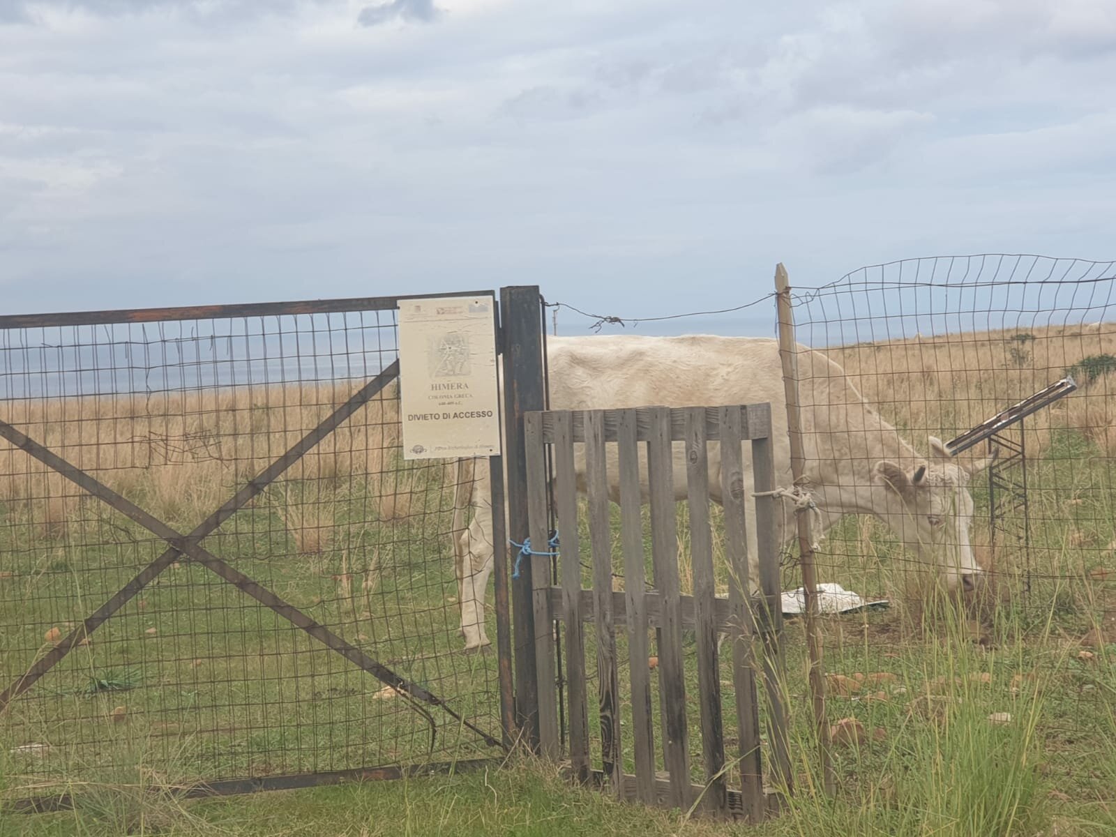 Dopo le mucche (libere di pascolare) nel parco archeologico il nulla: Himera aspetta ancora di sapere – tra erbacce e silenzi - quale sarà il proprio futuro Dopo le mucche (libere di pascolare) nel parco archeologico il nulla: Himera aspetta ancora di sapere – tra erbacce e silenzi - quale sarà il proprio futuro