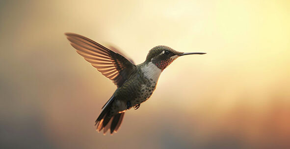 Le impercettibili variazioni - Teste fiorite