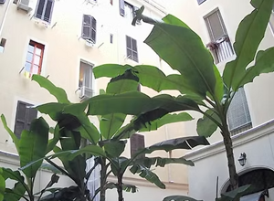 imgi_9_respirando%20i%20profumi%20di%20roma