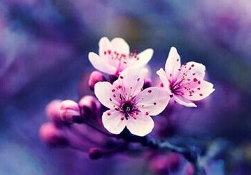fiore-di-ciliegio-per-rappresentare-ikigai.jpeg