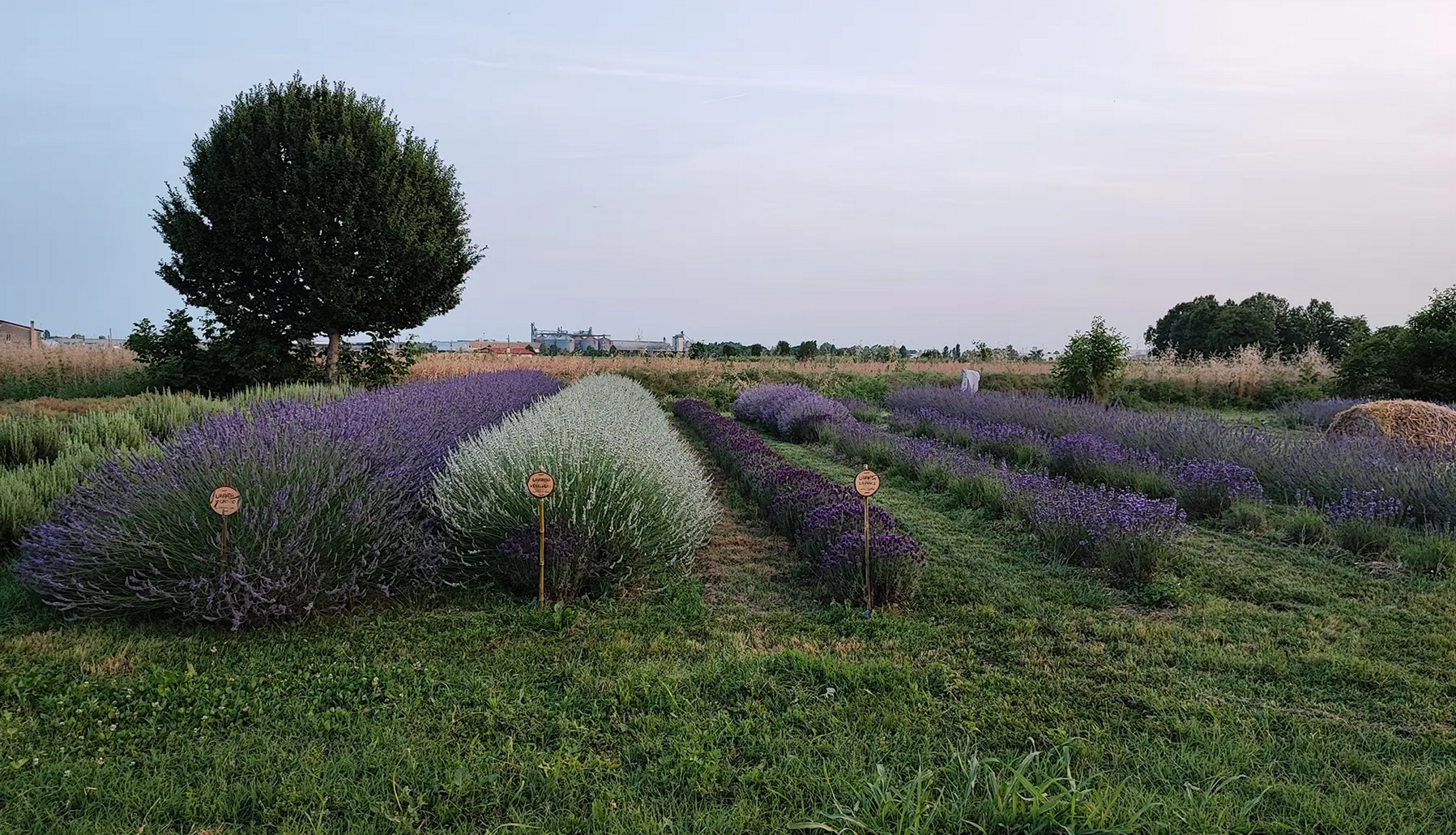 Campo di lavanda in un ambiente rurale con piante officinali, coltivazione naturale. Campo di lavanda in un ambiente rurale con piante officinali, coltivazione naturale.