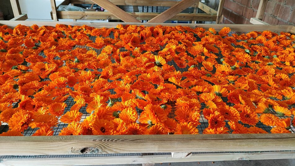 Fiori di calendula in essiccazione su rete nel processo di coltivazione naturale