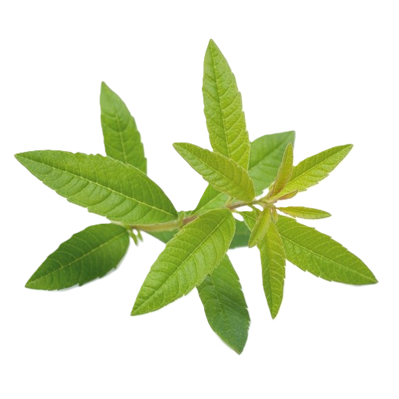 Foglie di piante officinali coltivate naturalmente