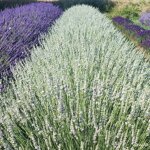 olio-essenziale-di-lavanda-ibrida-var-edelweiss