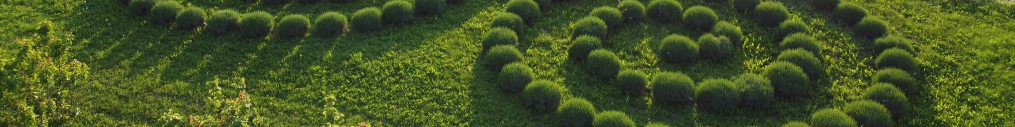 Campo di lavanda ibrida con arbusti disposti a spirale