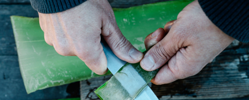 aloe sfilettatura a mano dispensa naturale