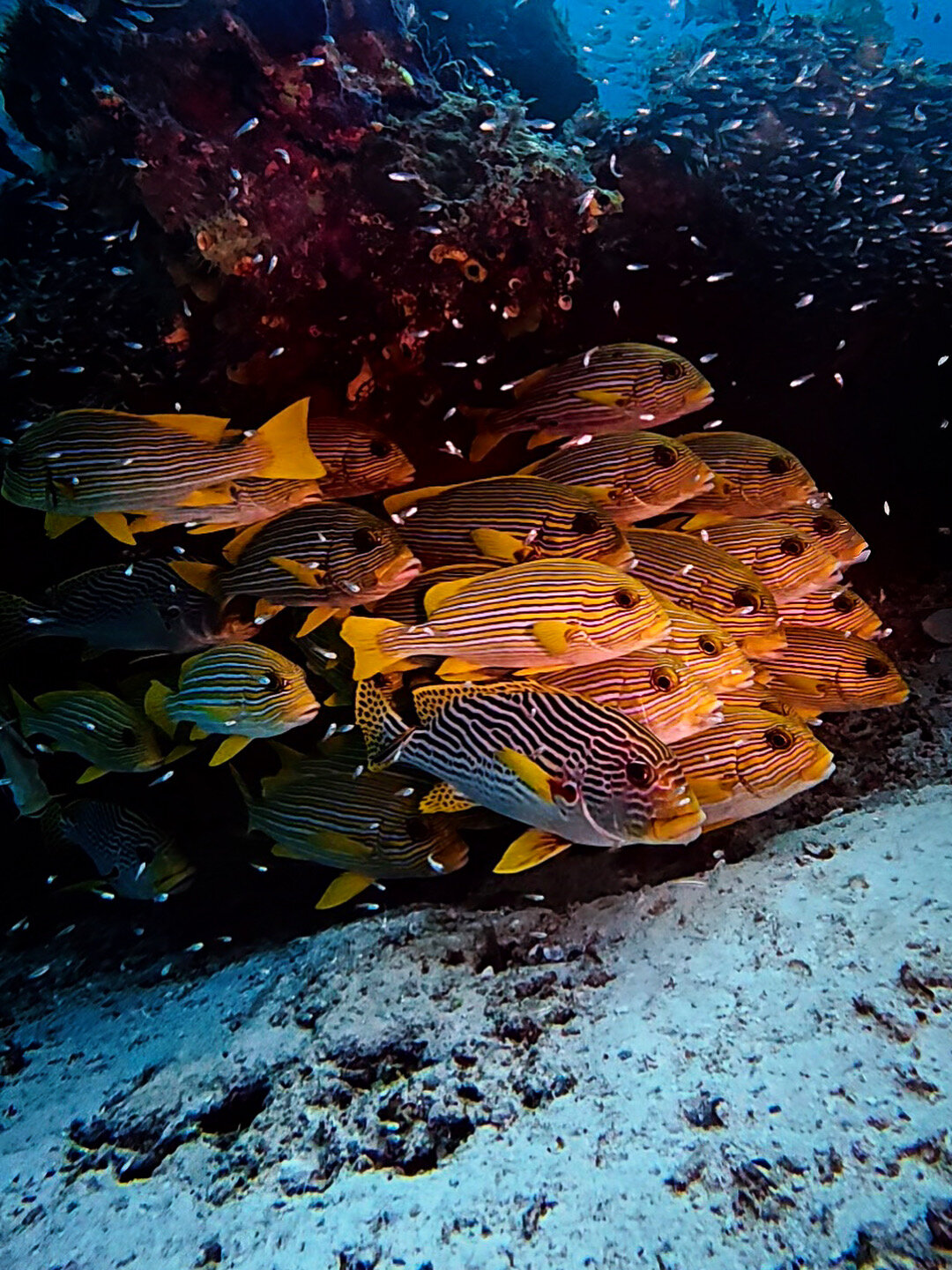 Raja Ampat, dentro e fuori dall’acqua