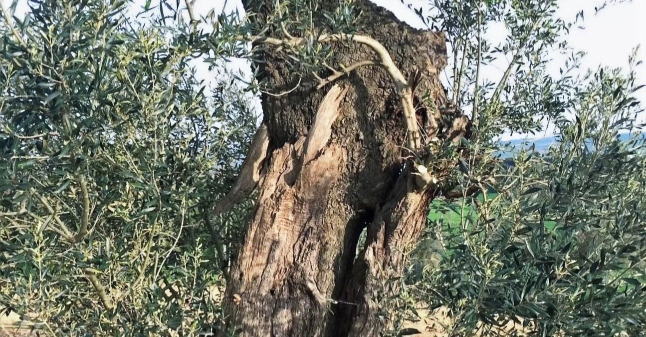 La quercia nell'olivo 