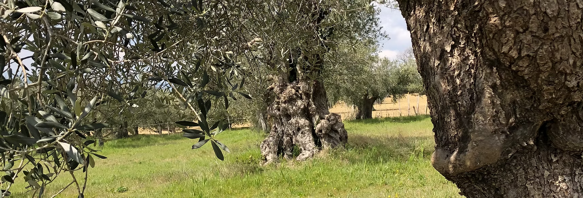 Olivi secolari lunabianca