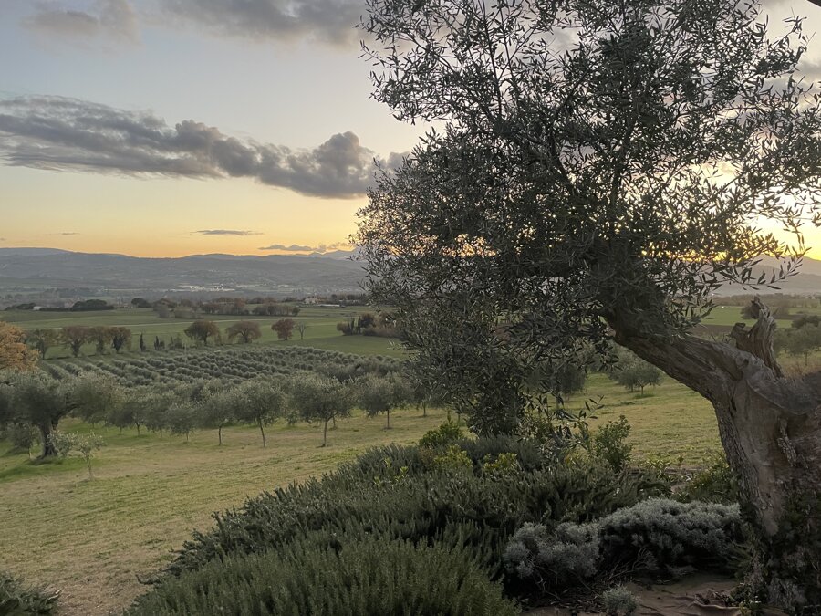 Oliveto al tramonto