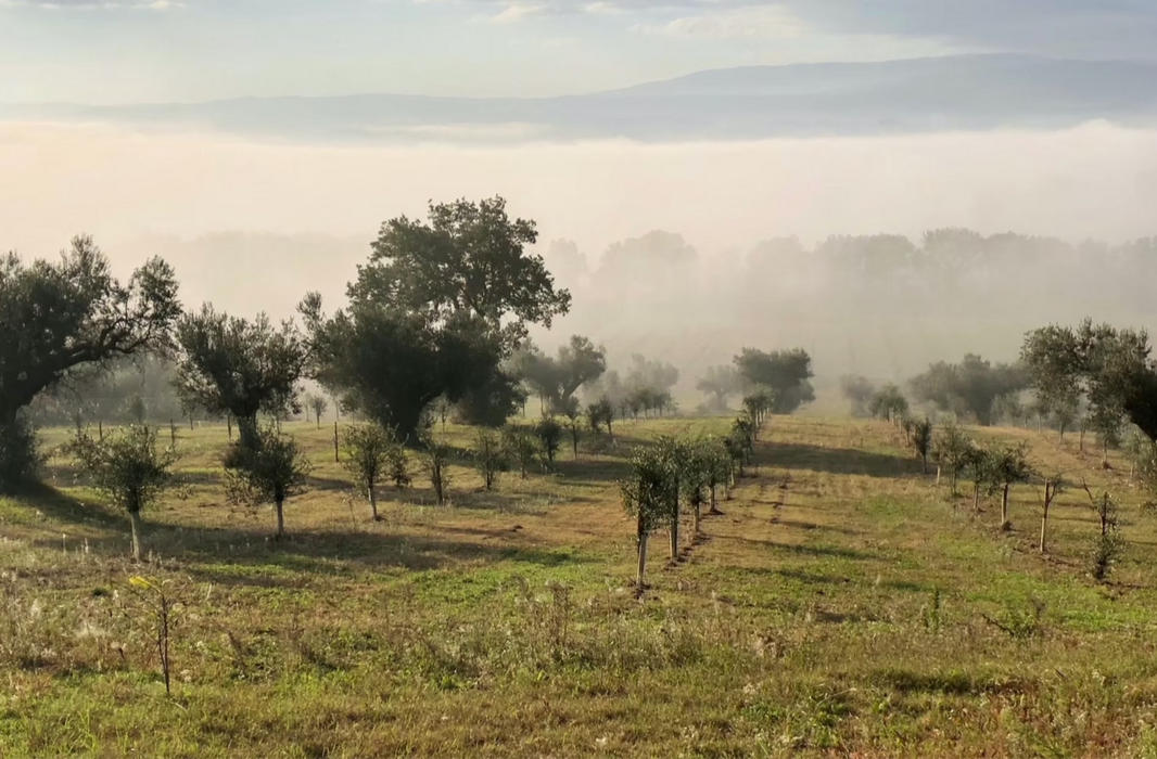 Oliveto lunabianca Jesi