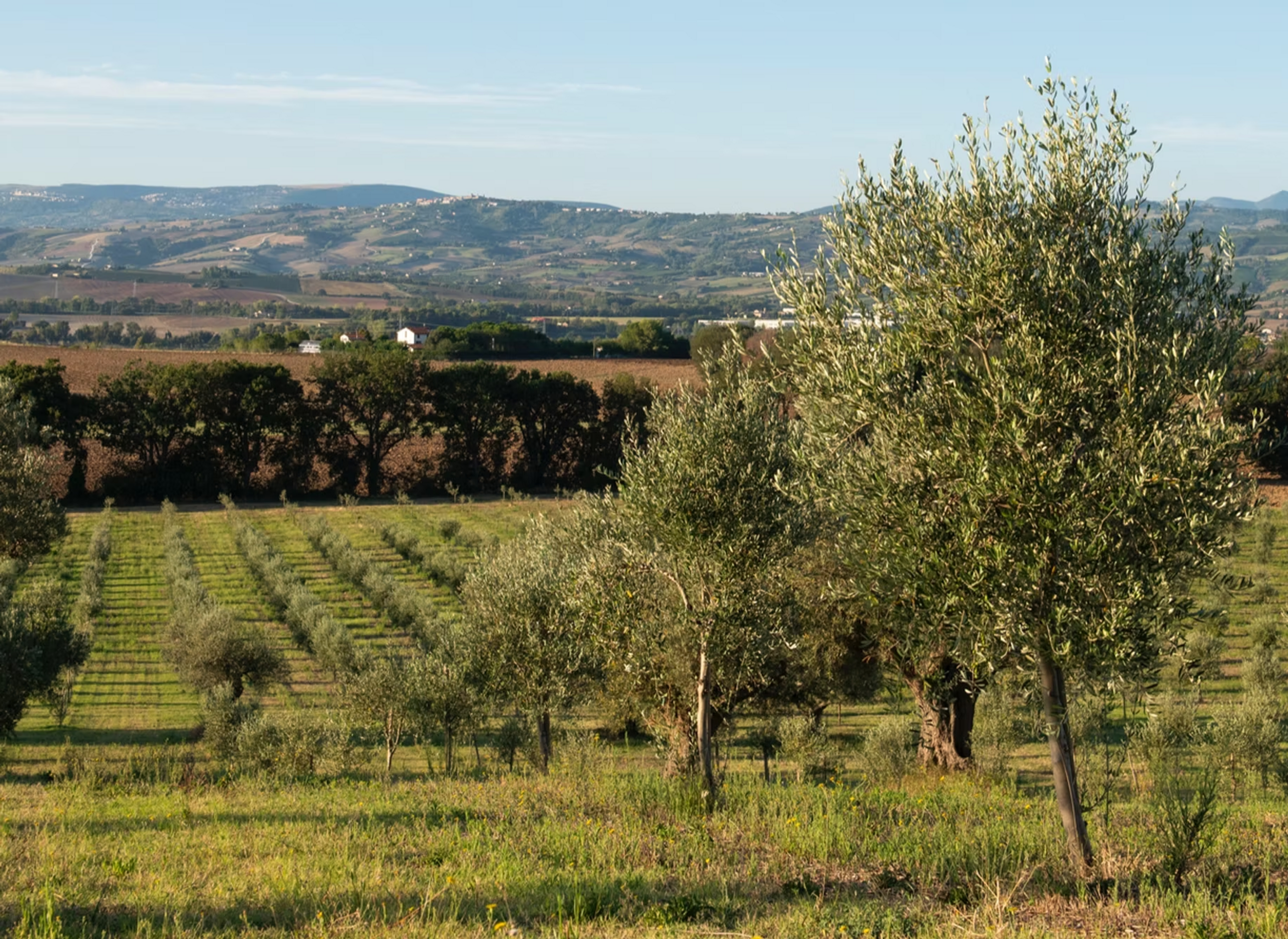 L'oliveto lunabianca a Jesi