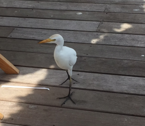 imgi_1_3df3c1_9cb2ee2a705e436a83a248e825fd7af2~mv2_d_3264_2448_s_4_2