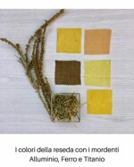 reseda-luteola-250gr