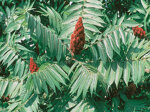 sommaco-foglie-rhus-tiphina-50-gr