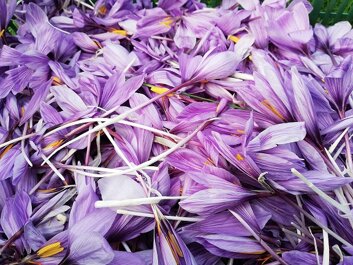 zafferanopetali (1).jpeg