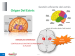 conflictos-negociacion-y-control-del-estres