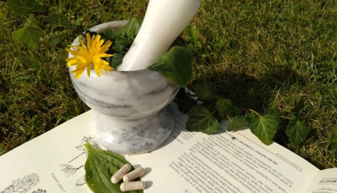 Mortaio con piante, libro di erboristeria e pillole naturali su erba