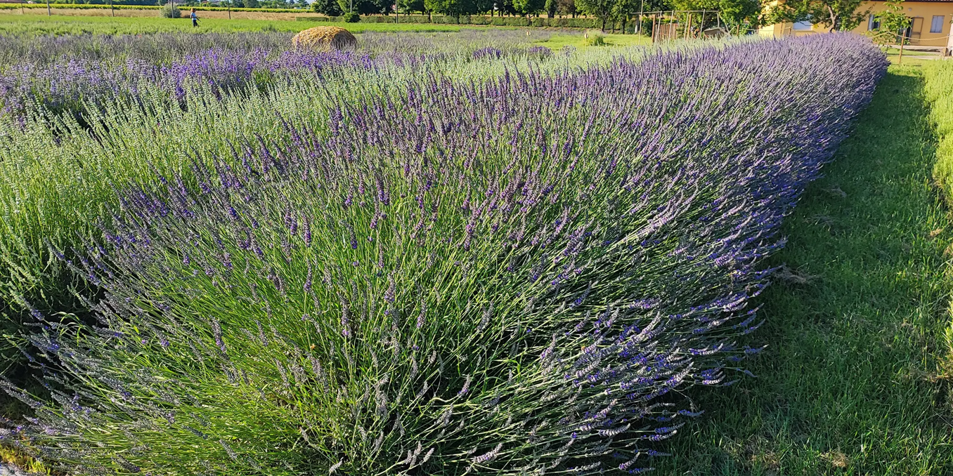 Campo di lavanda in fiore sotto il sole estivo