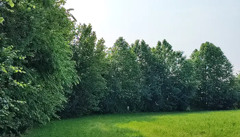 Bosco verde in una giornata di sole