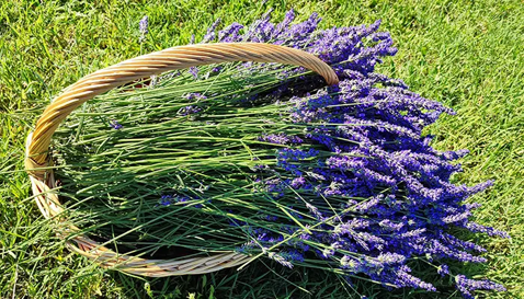 Cesto di lavanda su un prato verde, simbolo di natura e benessere.
