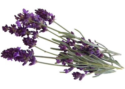 Mazzo di fiori di lavanda Lavandula angustifolia