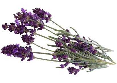 Mazzo di lavanda fresca, pianta officinale con principi attivi aromatici
