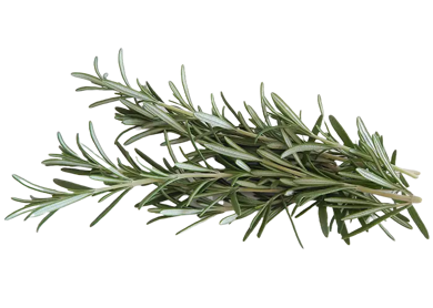 Ramo di rosmarino fresco, pianta officinale con coltivazione naturale