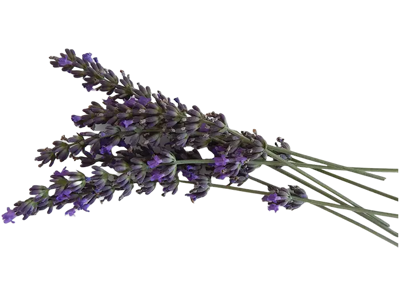 Mazzo di lavanda ibrida fresca su sfondo bianco