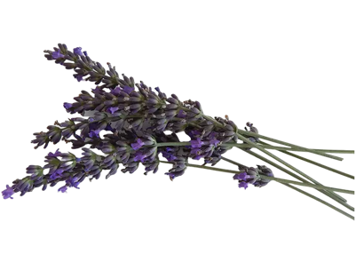 Mazzi di lavanda, pianta officinale con coltivazione naturale e alti principi attivi