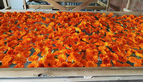 Fiori di calendula in essiccazione naturale su graticcio di legno