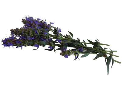 Ramo di issopo con fiori viola coltivazione naturale