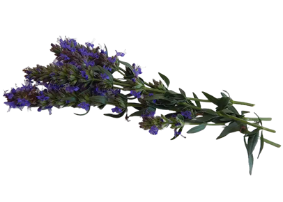 Ramo di Hyssopus officinalis con fiori blu viola, pianta officinale per benessere naturale