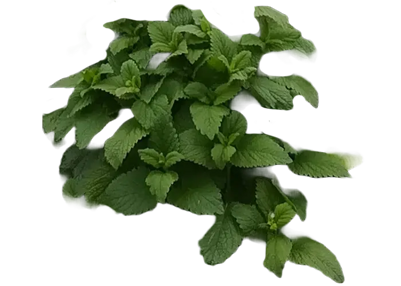 Pianta di melissa, utilizzata nelle piante officinali per la coltivazione naturale e i suoi principi attivi