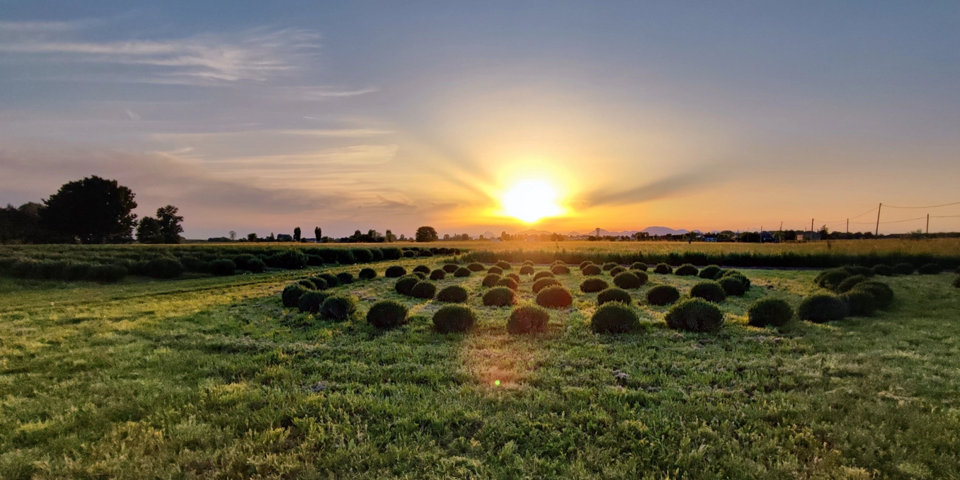 Tramonto su un campo di piante officinali in fiore