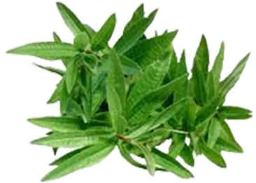Foglie di verbena odorosa fresca, aloysia citriodora