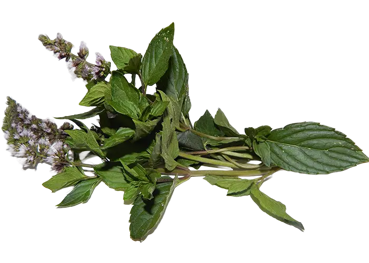 Ramo di menta piperita con foglie verdi e fiori chiari