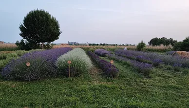 Campo di lavanda e altre piante officinali in un paesaggio tranquillo