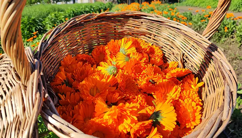 Cesta di fiori di calendula arancioni raccolti in un campo, piante officinali e coltivazione naturale Cesta di fiori di calendula arancioni raccolti in un campo, piante officinali e coltivazione naturale